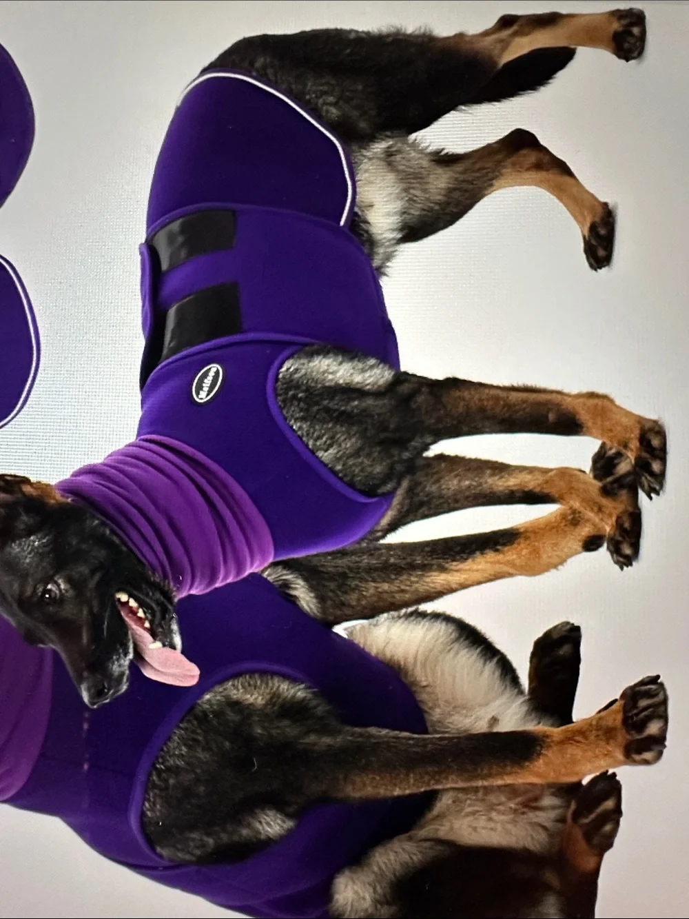 Purple Dog  One-Piece Anxiety Vest with Hood